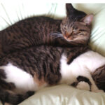 ミクロガード®(microGuard)は猫が一緒に寝てくれる人に特にオススメしたい。